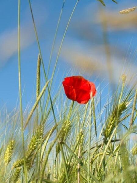 عکس های پروفایل گل شقایق