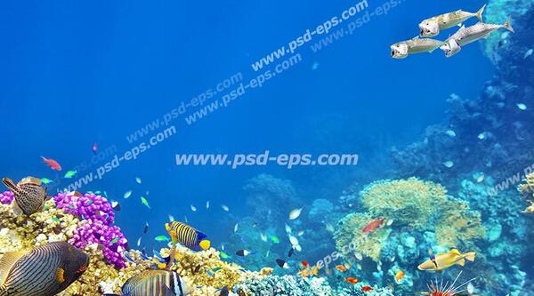 عکس شقایق های دریایی