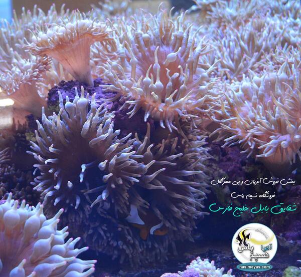 عکس شقایق های دریایی
