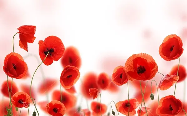 عکس گل شقایق دریایی