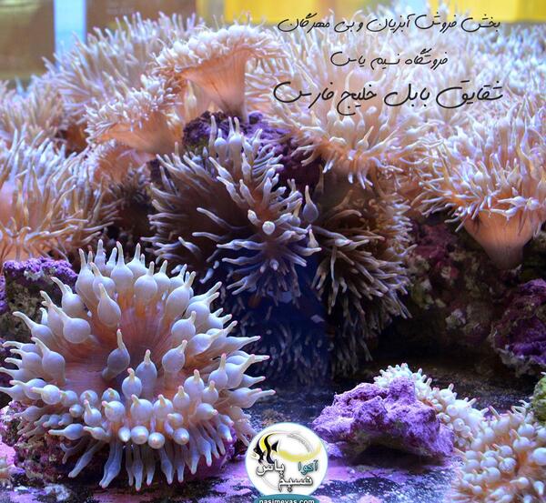 عکس ماهی شقایق دریایی