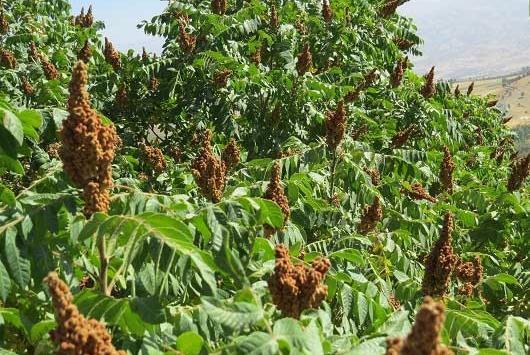عکس های سماق