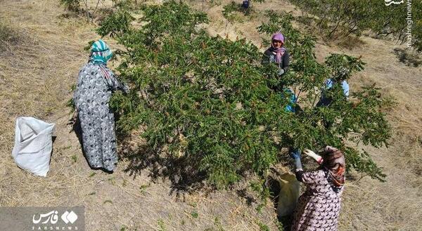 عکس گل سماق