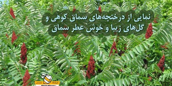 عکس گل سماق