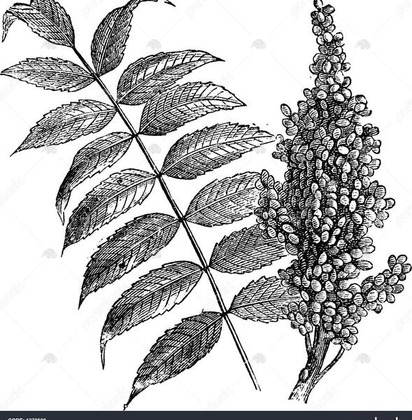 عکس گل سماق