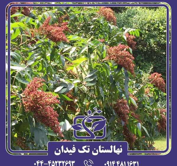عکس گل سماق