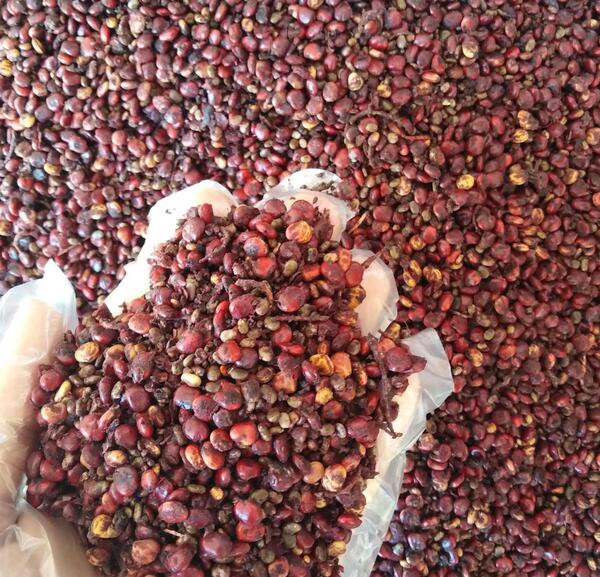 عکس سماق نکوبیده