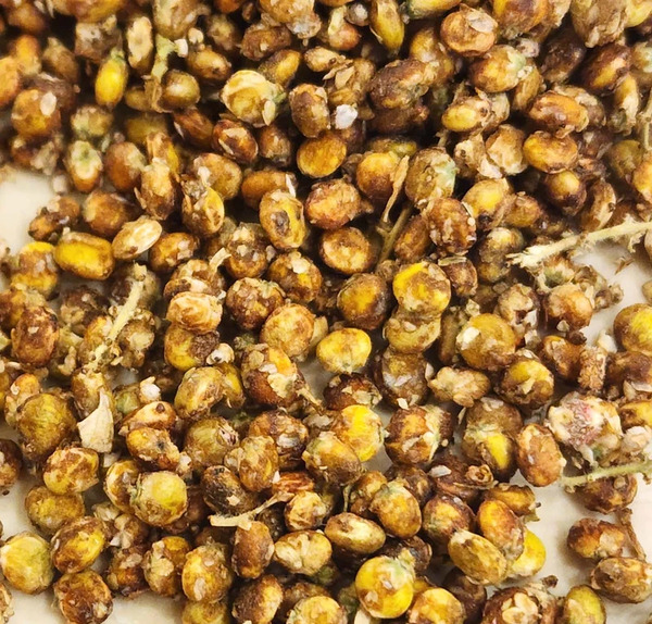 عکس سماق قهوه ای