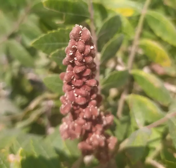 عکس سماق کوهی