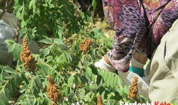 عکس سماق کوهی