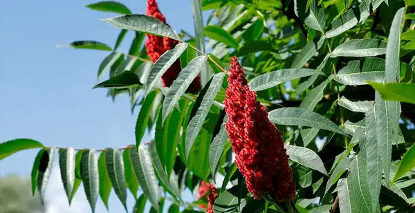 عکس سماق کوهی