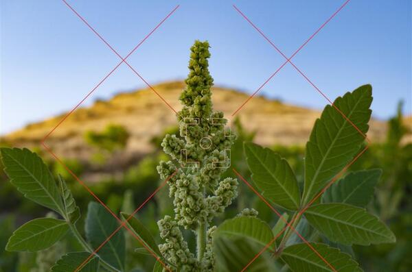 عکس سماق کوهی