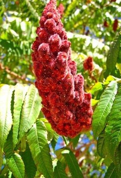 عکس سماق کوهی