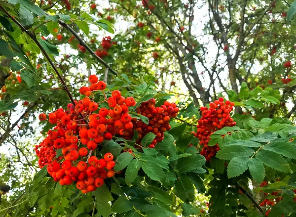 عکس سماق کوهی