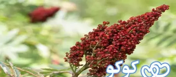 عکس سماق کوهی