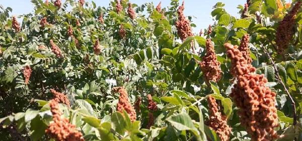 عکس سماق کوهی