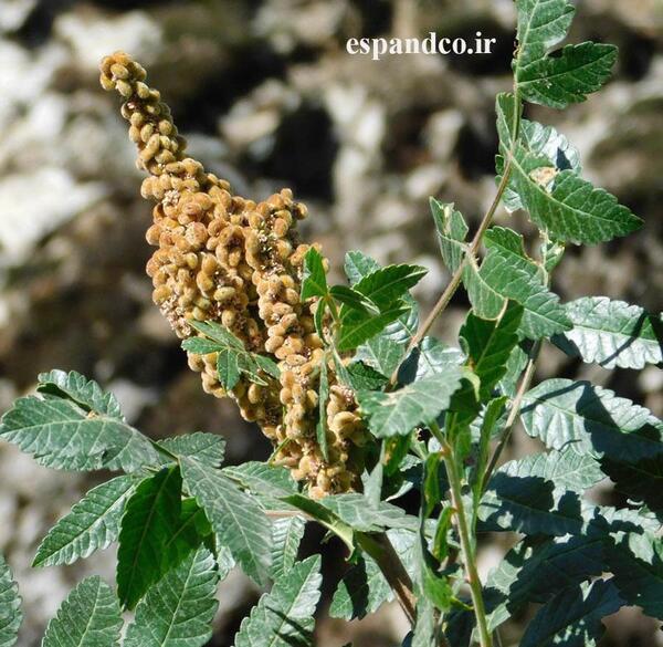 عکس سماق کوهی