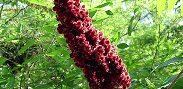 عکس سماق کوبیده