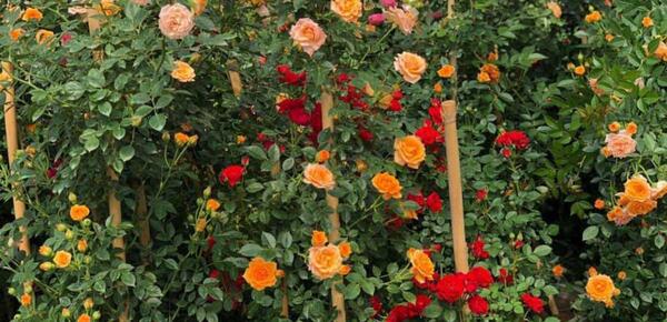 عکس گل های ساناز