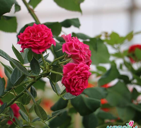 عکس گل های ساناز