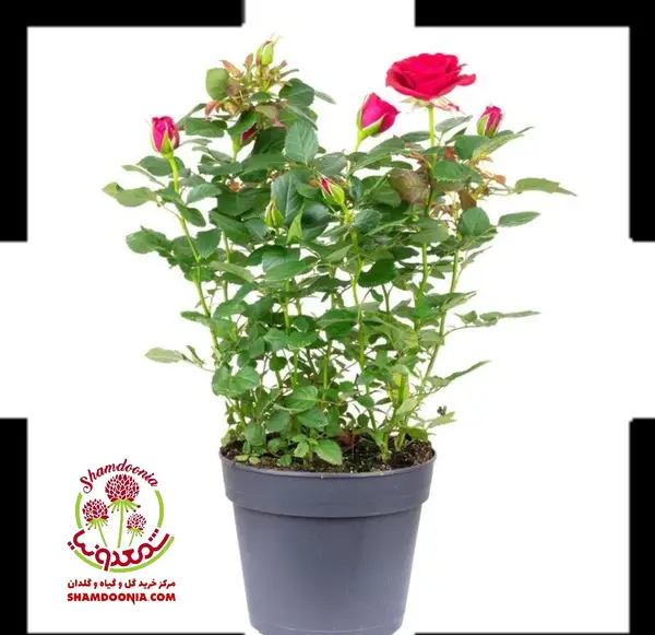 عکس گل های ساناز