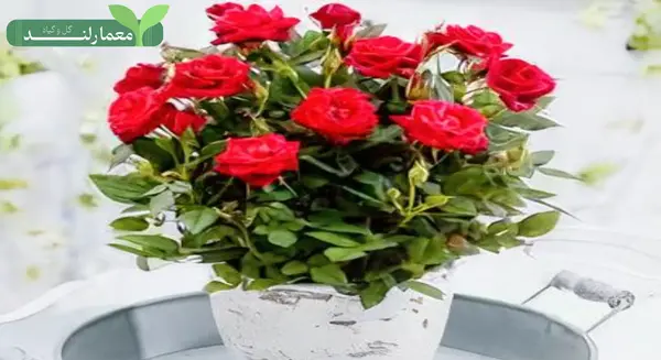 عکس گل های ساناز