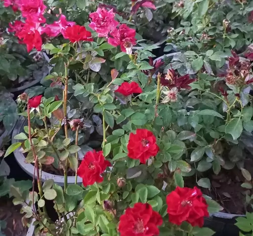 عکس گل های ساناز