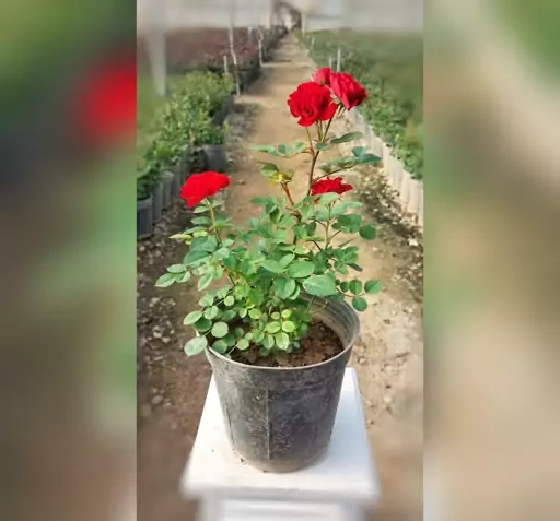 عکس گل های ساناز