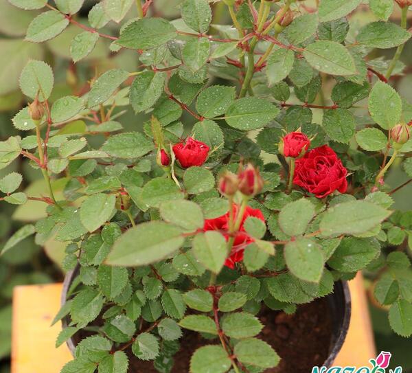 عکس گل های ساناز