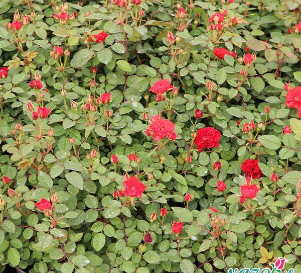 عکس گل های ساناز