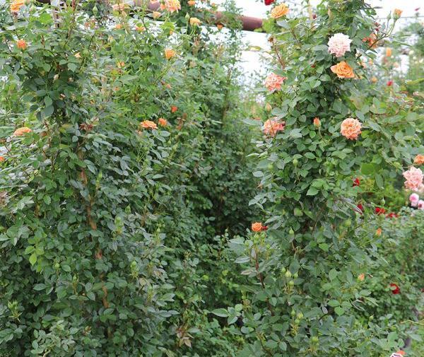 عکس گل های ساناز