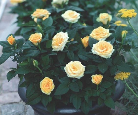 عکس گل های ساناز