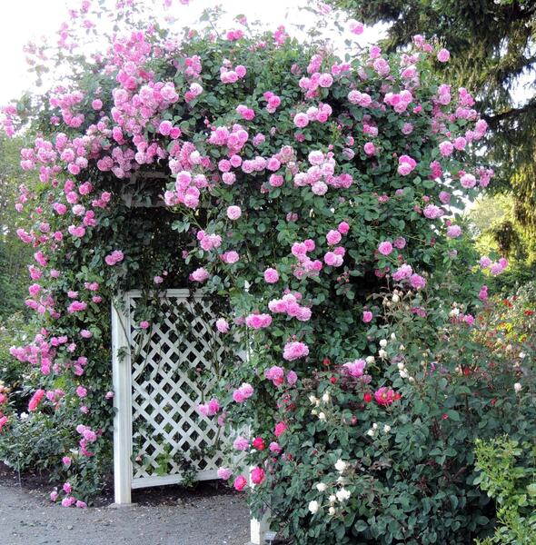 عکس گل های ساناز