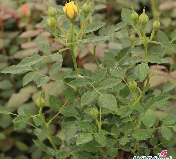 عکس گل های ساناز