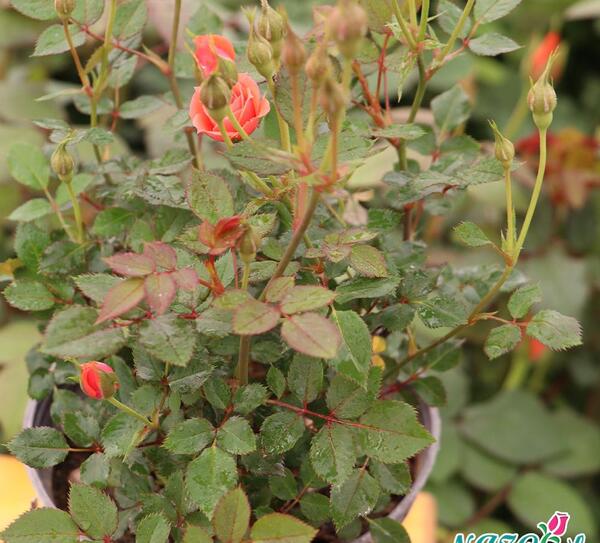 عکس گل های ساناز