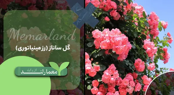 عکس انواع گل ساناز
