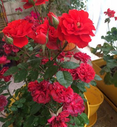 عکس انواع گل ساناز