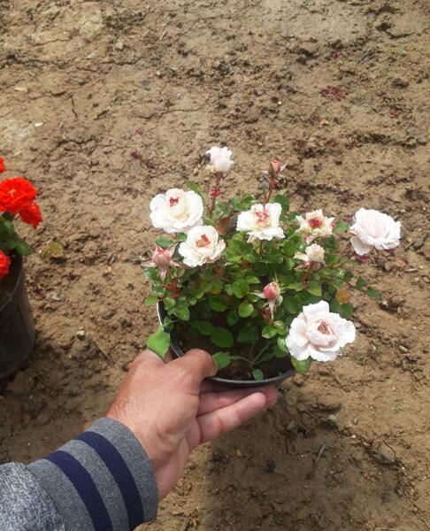 عکس انواع گل ساناز