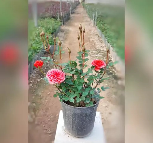 عکس انواع گل ساناز