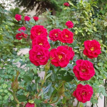 عکس انواع گل ساناز