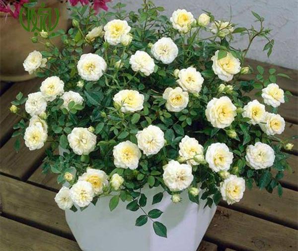 عکس انواع گل ساناز