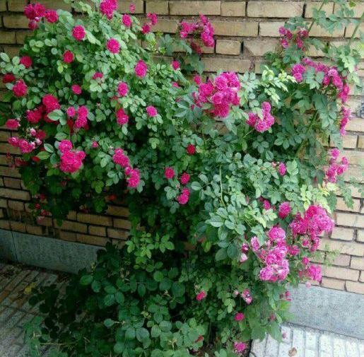 عکس انواع گل ساناز