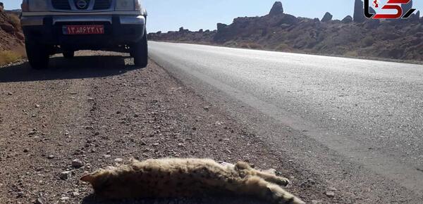 عکس ساناز نادری در شهر گربه ها