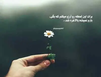 عکس سجاد شاهی
