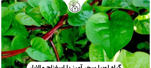 عکس درخت لوبیای سحر آمیز