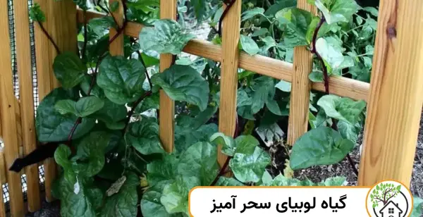 عکس درخت لوبیای سحر آمیز