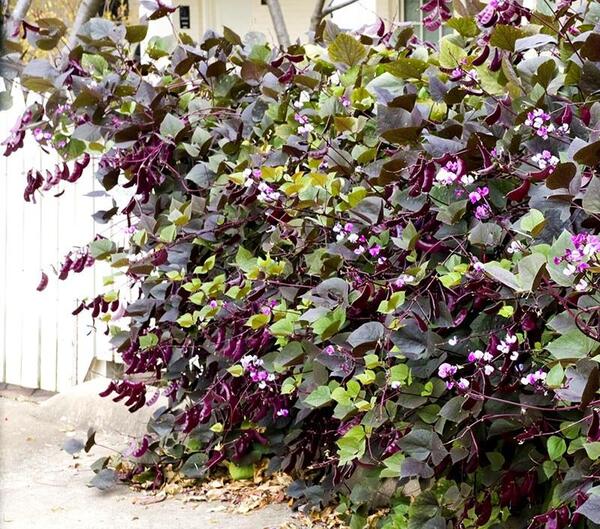 عکس درخت لوبیای سحر آمیز