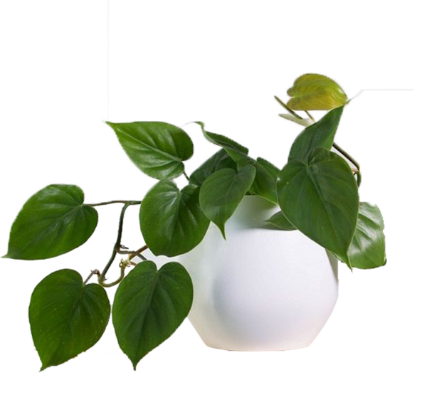 عکس درخت لوبیای سحر آمیز