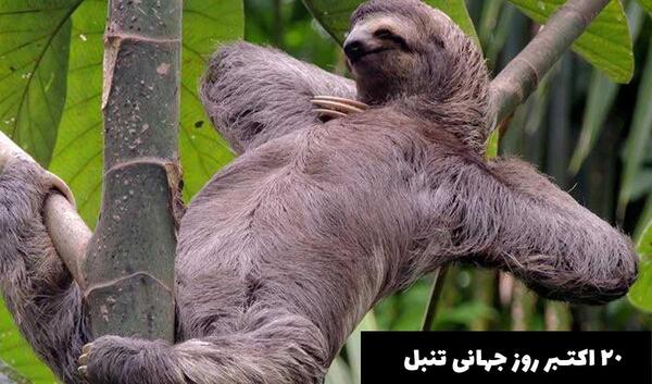 عکس از سحرخیزی