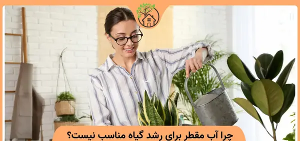 عکس گیاه لوبیا سحر آمیز